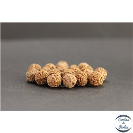 Perles en graines de rudraksha d'Inde - Rondes/8.5mm